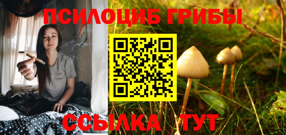 Бор  Псилоцибиновые грибы Psilocybine cubensis  Вход с VPN  Галлюциногенные грибы Psilocybine cubensis 